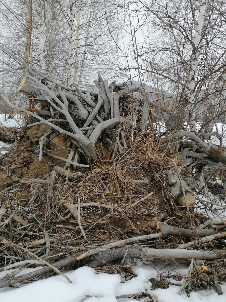 Вот такой диковиный пень недалеко от дома. 