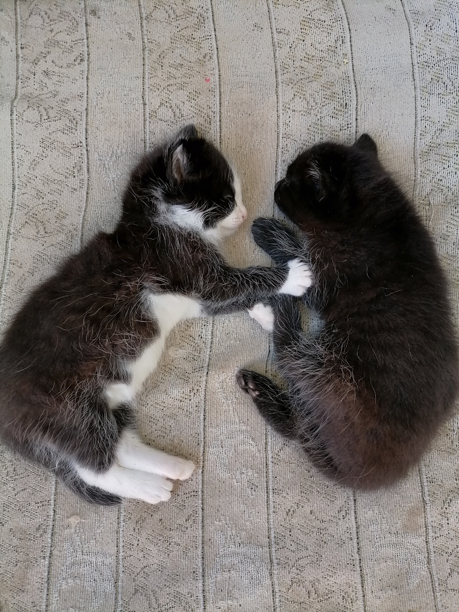 Милые котята, в пику ужаса, который я видела. 