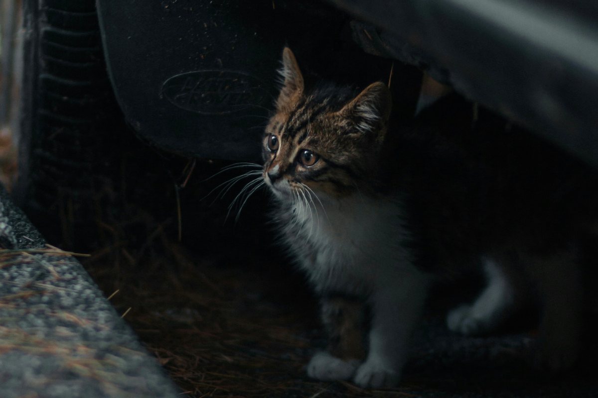 Фото: Tolga Ahmetler / Unsplash.com