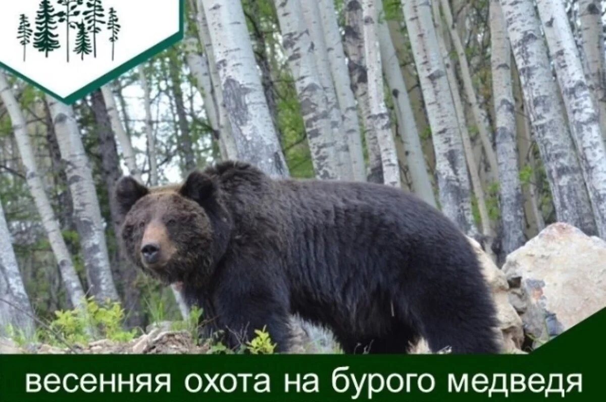    В Хабаровском крае объявили старт весенней охоты на бурого медведя