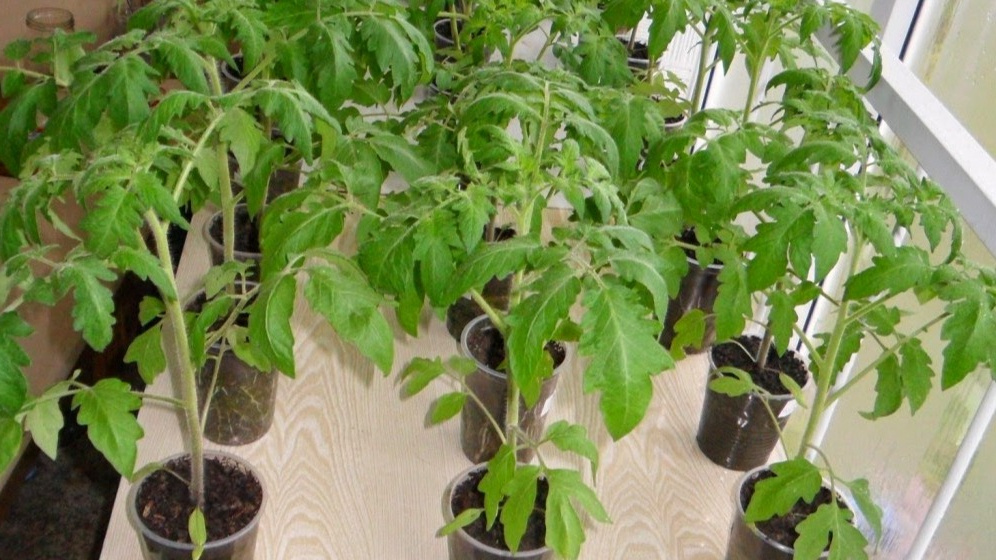 Крепкая рассада томатов, выращенная по методу 1952 года