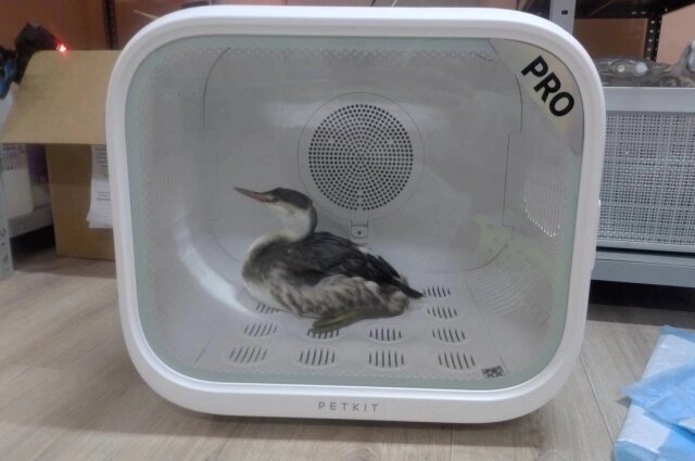    На Черном море не хватает специалистов по реабилитации животных. Фото: Предоставлено героем публикации «АиФ-Новосибирск»