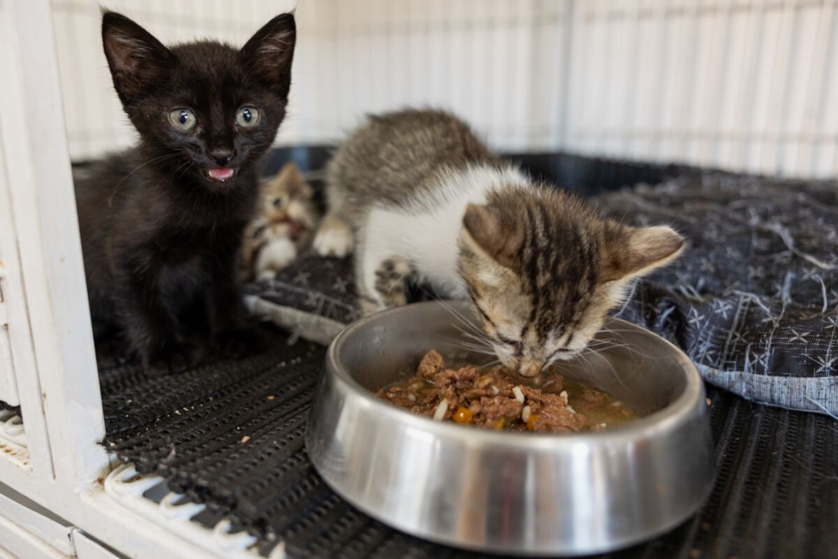 Котята в приюте едят еду 