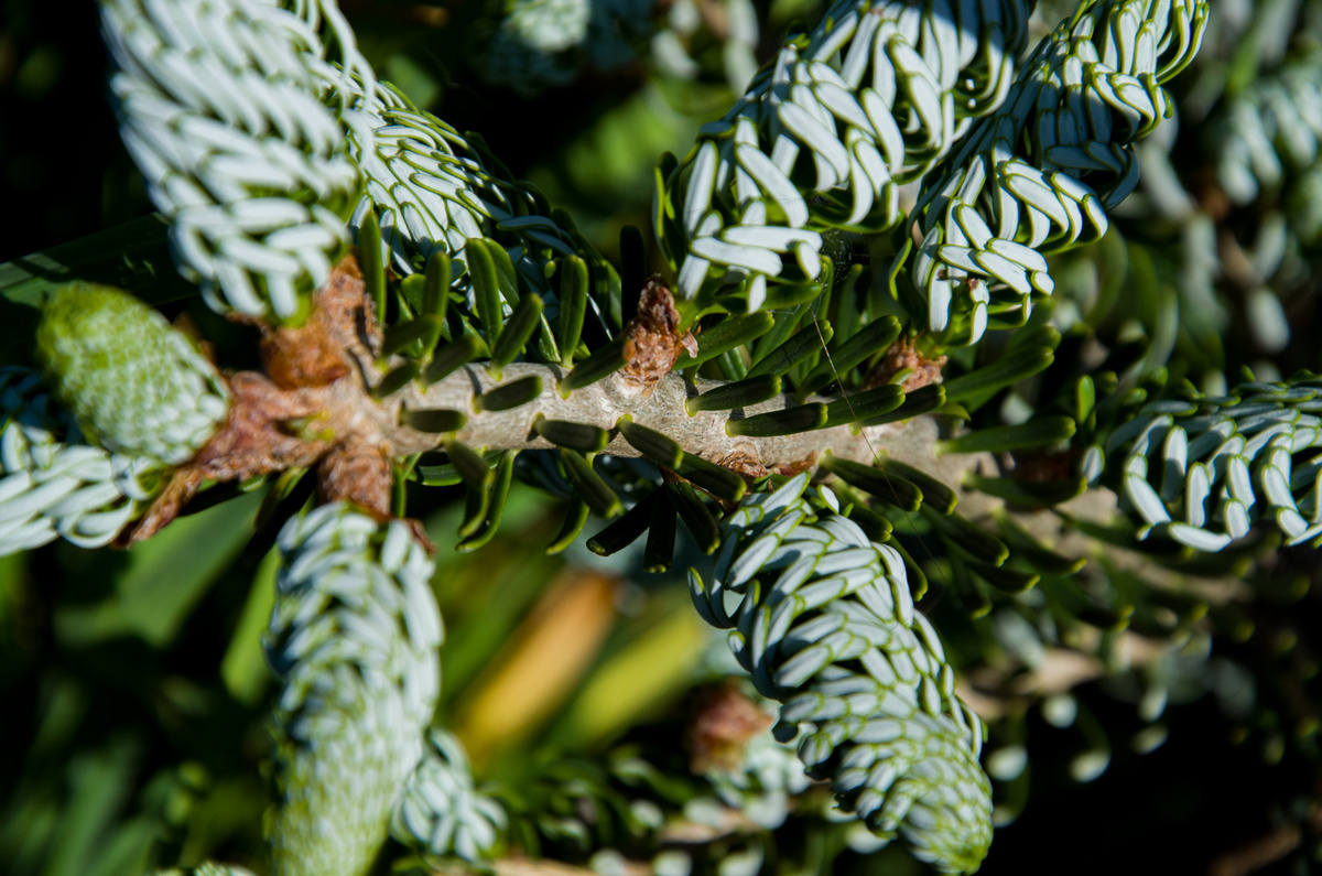 Хвойные весной