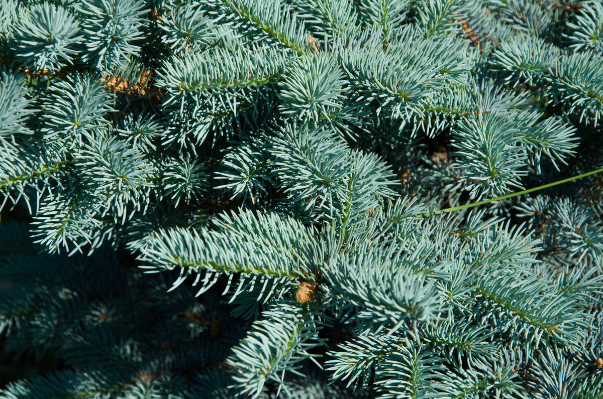 Хвойные весной