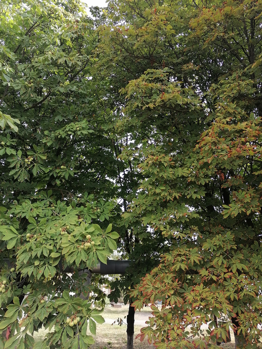 Здесь два каштана ростут рядом, можно сравнить устойчивость