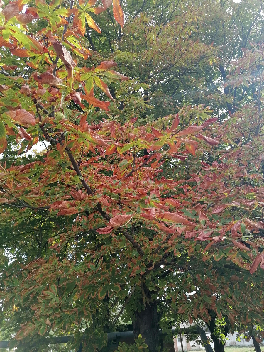 Вот такой ржаво-рыжий ужас может начаться уже в середине лета
