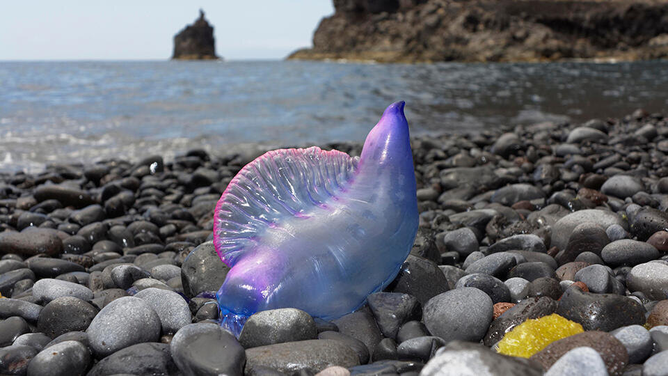 Кто из подводных обитателей убьет человека: опасность есть даже в реке