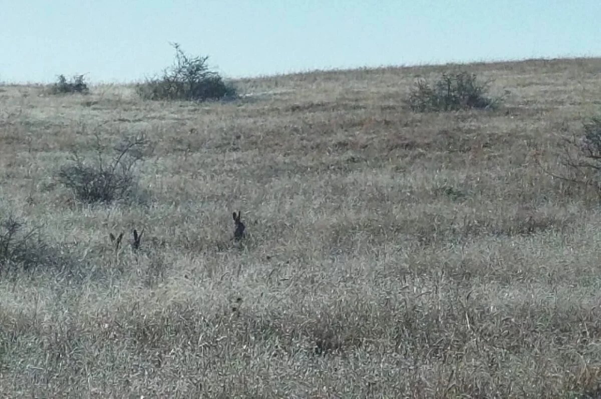    Поймать на фото всех пятерых русаков не получилось. в кадре три участника брачных игр.
