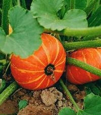 выращивание тыквы