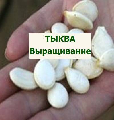 семена тыквы