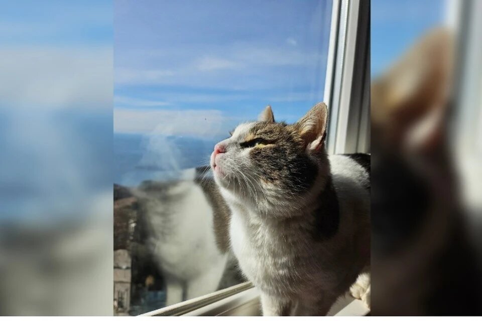 Фото: Ветеринарная служба Ялты/Tелеграм