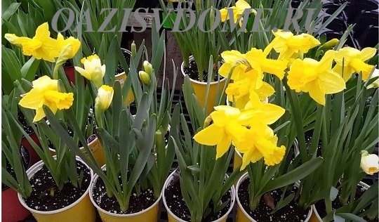 На фото нарциссы в горшках из магазина