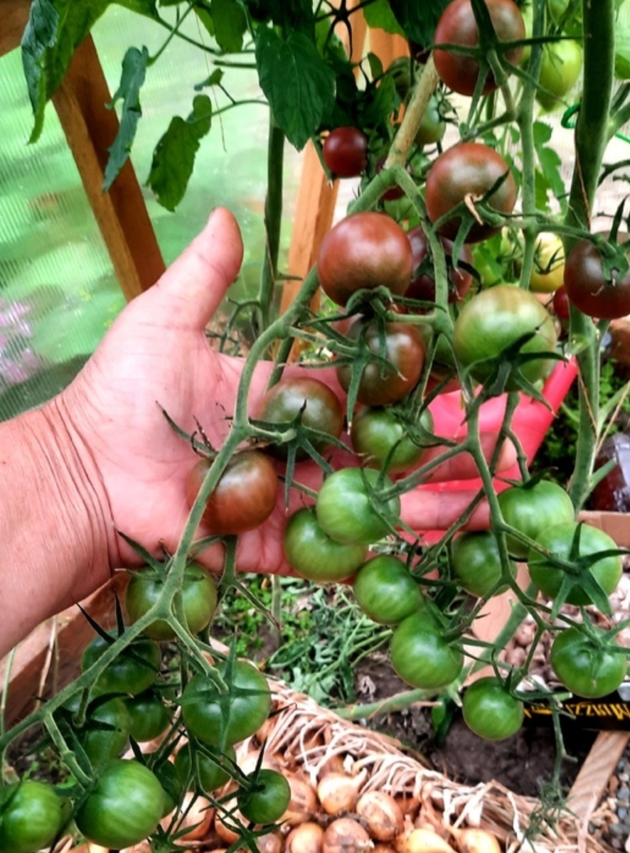 Фото автора. 