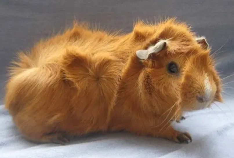 Розеточная морская свинка: общее описание