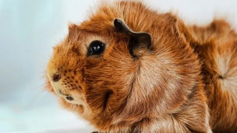 Краткое описание