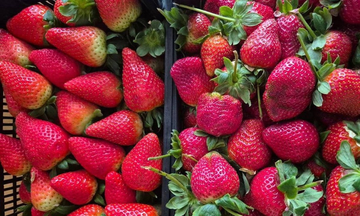    Фото пресс-служба Южного межрегионального управления Россельхознадзора