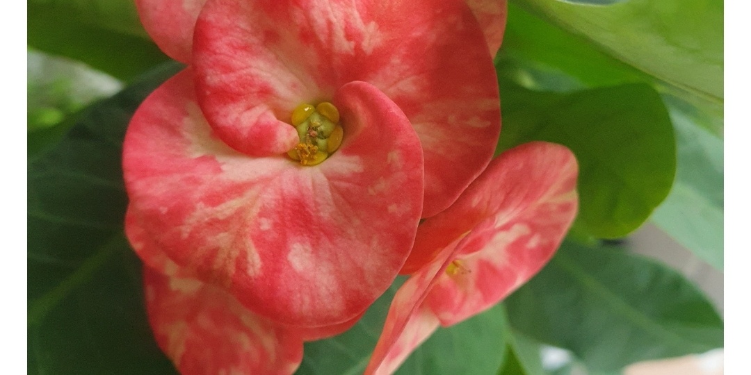 Мой каталог домашних растений в телефоне