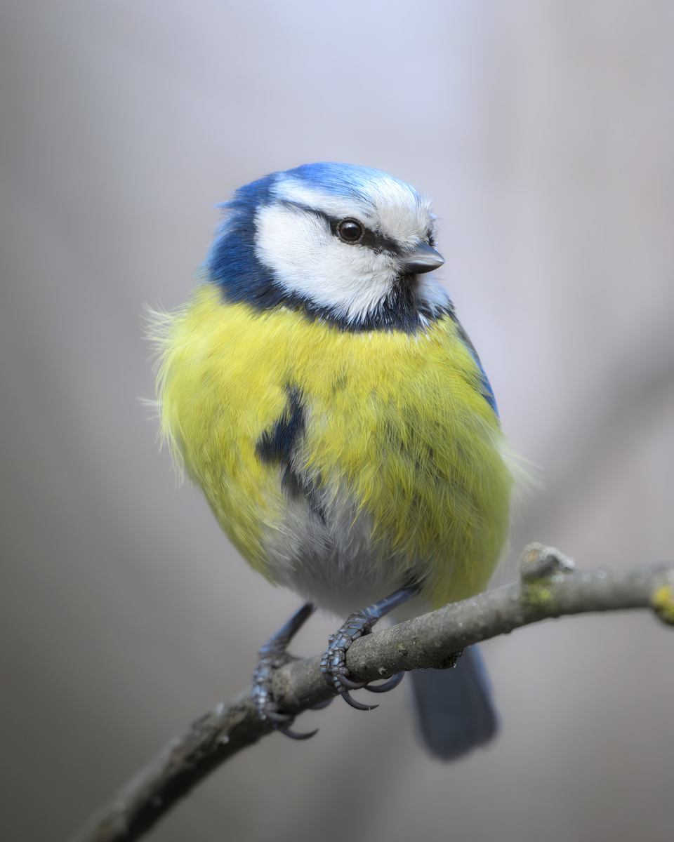 И ещё одна лазоревка