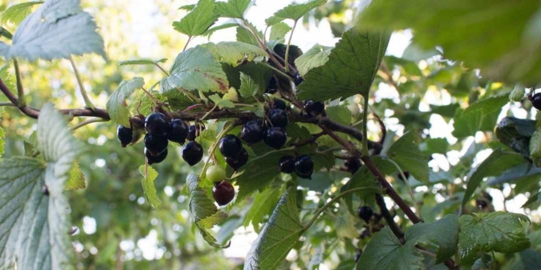 Подкормку смородины начинаю с марта. Делаю два натуральных удобрения, кусты прогибаются от плодов