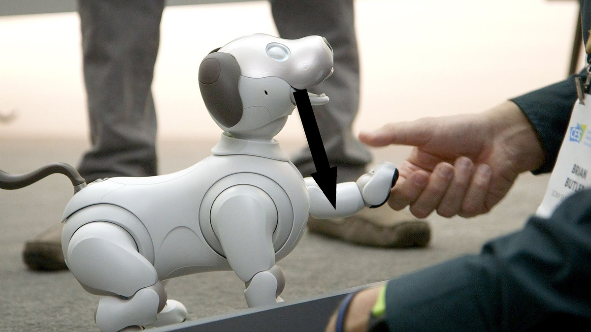    Общение с животными: реалии технологий