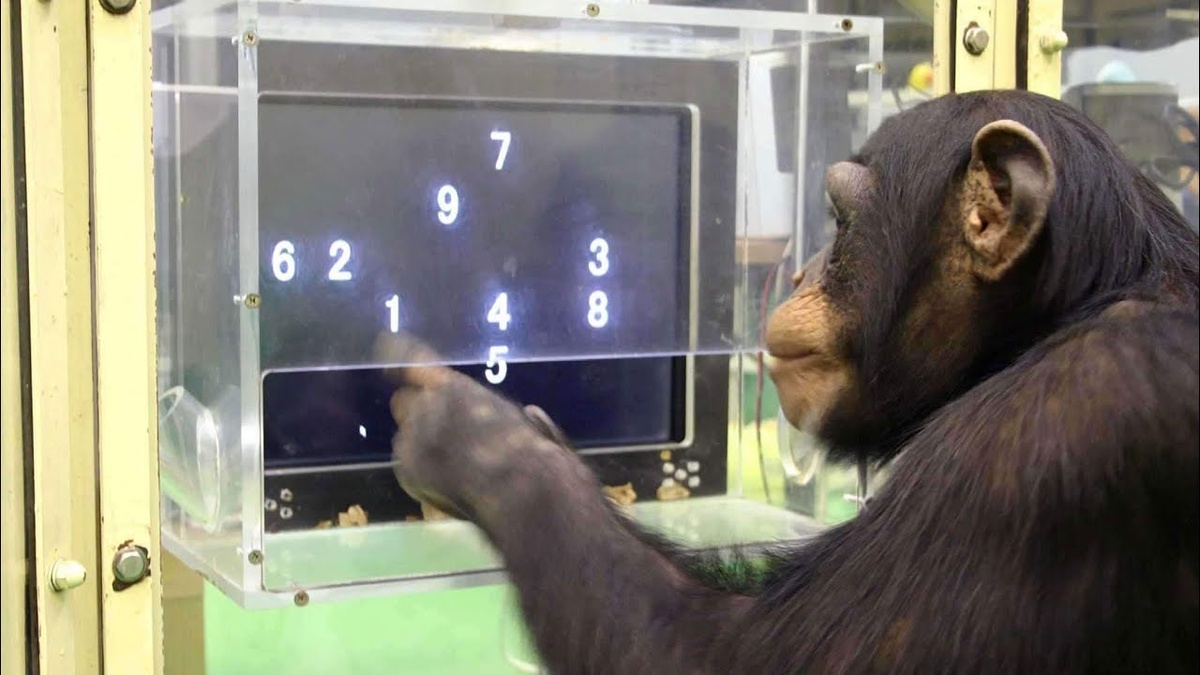    Общение с животными: реалии технологий