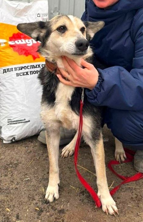 Да мы и сами, собаки, удивляемся, как мы всё равно тянемся к человеку после предательств