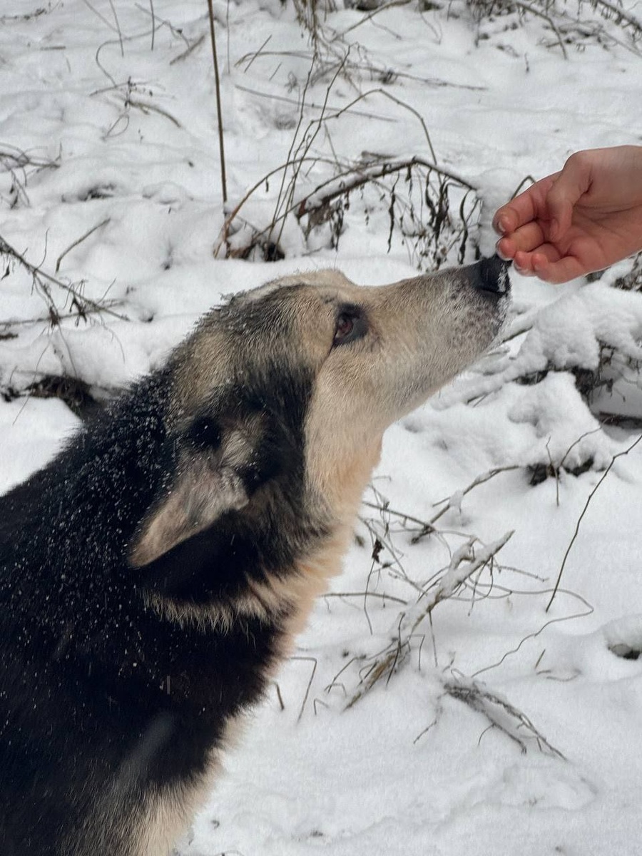Здравствуй человек! Я не могла уйти за помощью, у меня здесь мои щенки