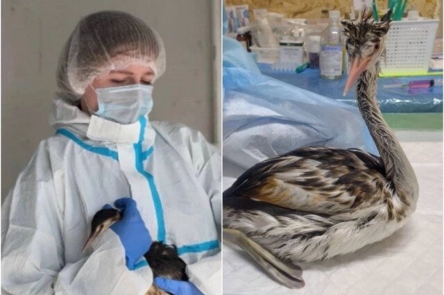    Фото: Предоставлено героем публикации "АиФ-Новосибирск"