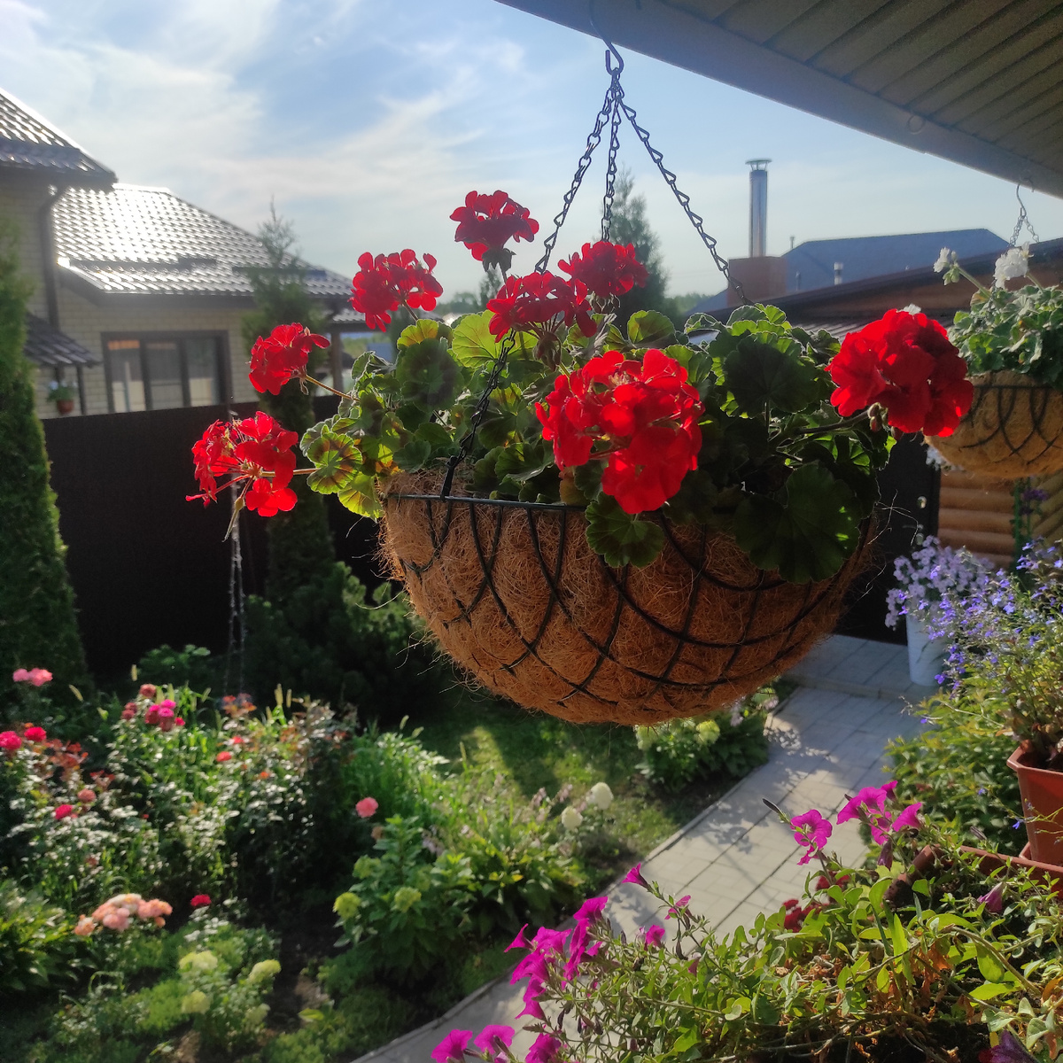 Мои пеларгонии