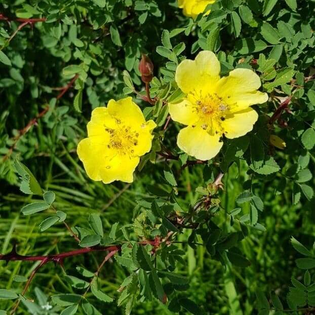 Цветы для нашего масла собирают только в ручную.