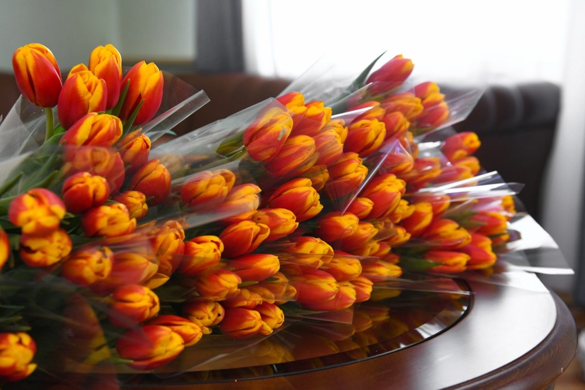    Тюльпаны. Фото: "Республика" / Оксана Кудряшова