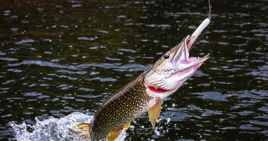 щука на блесну