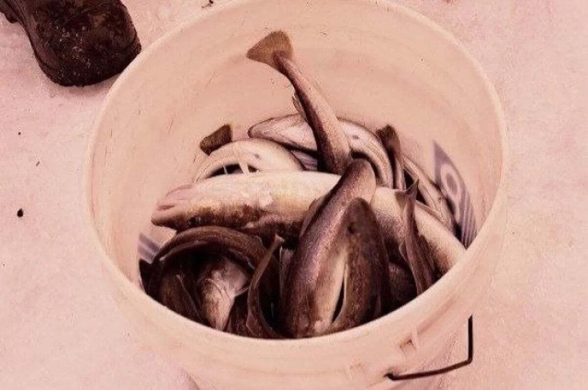    В Шурышкарском районе вручили необходимые товары рыбакам и кочевникам