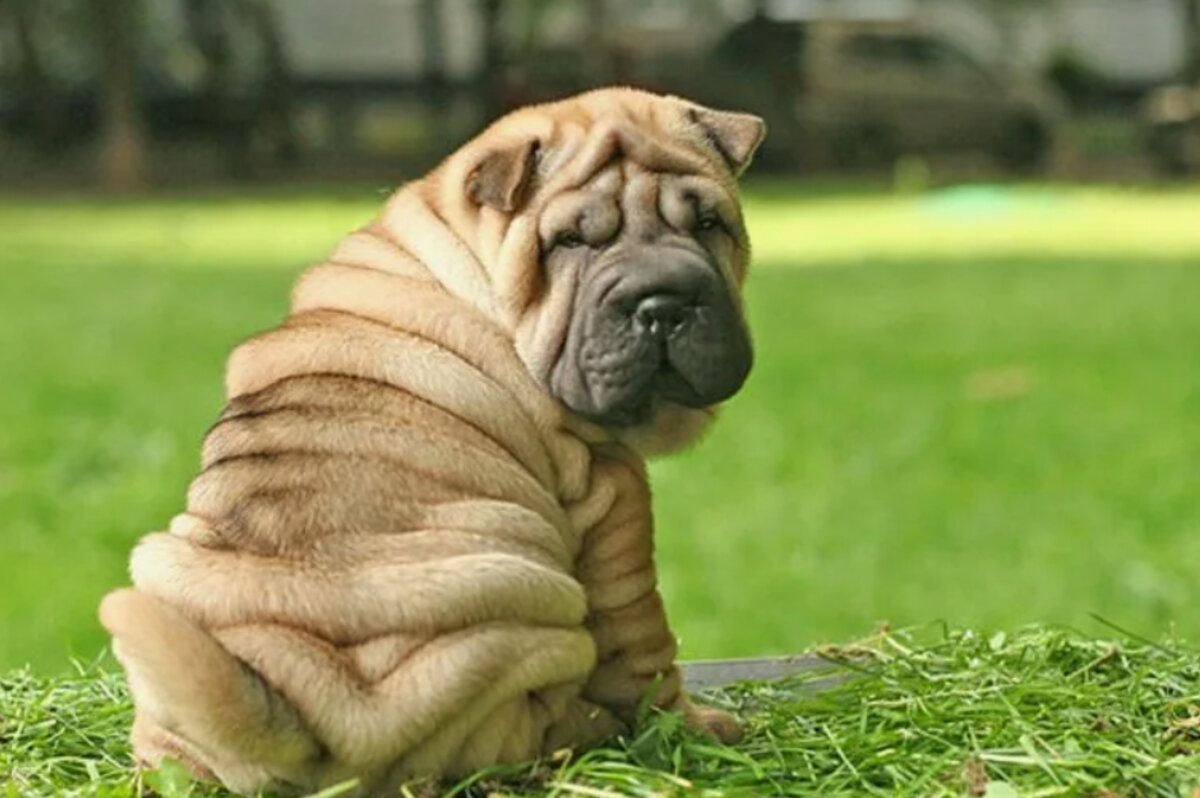 Фото носит иллюстративный характер
© ru.pinterest.com