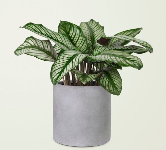 Фото: Яндекс Картинки