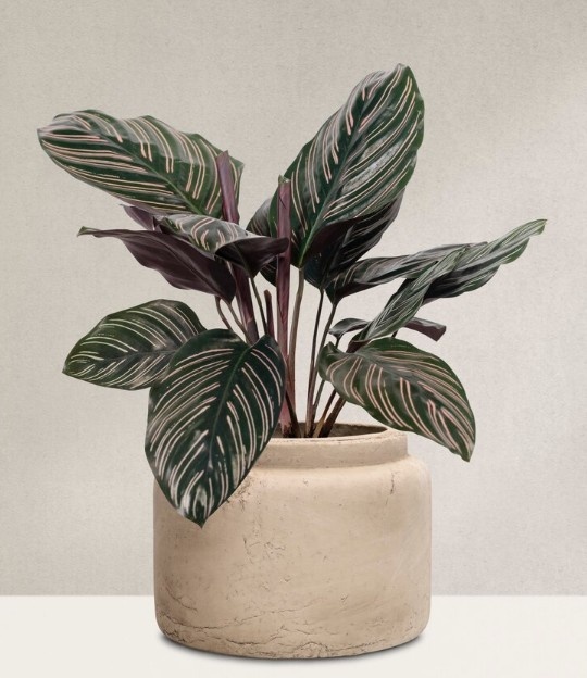 Фото: Яндекс Картинки