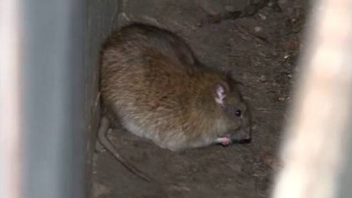    Полчище крыс захватило контейнерную площадку в Курске