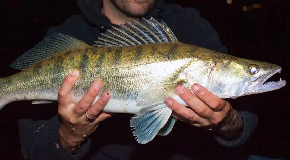 судак первая рыба