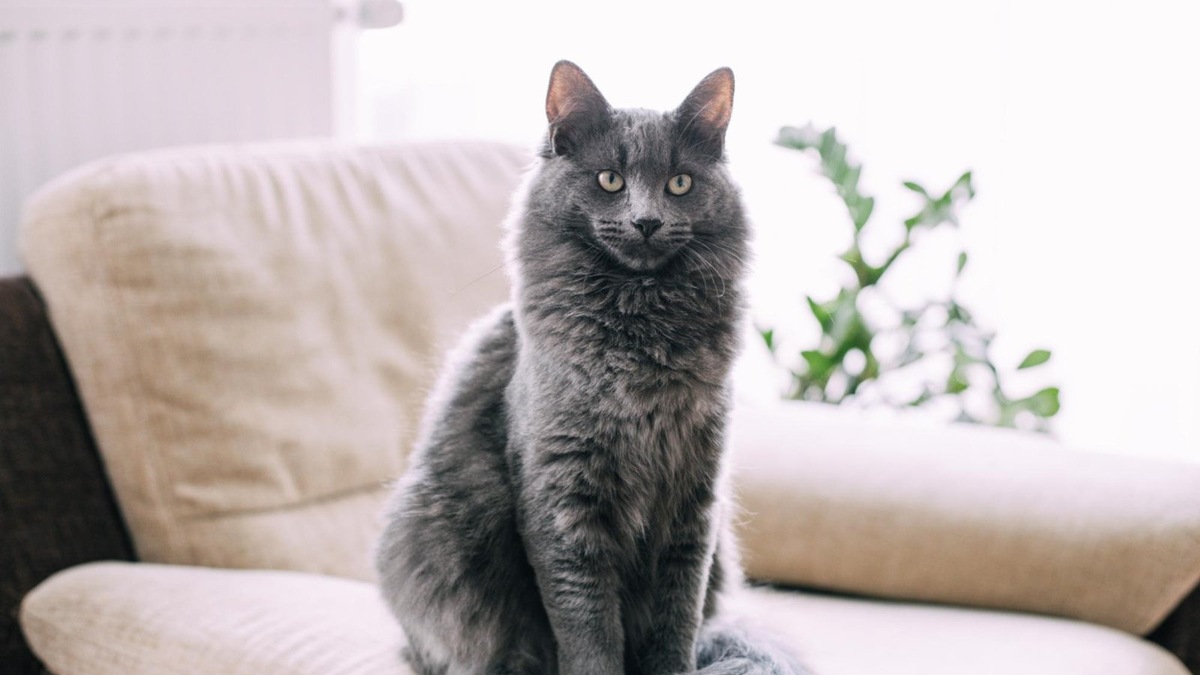    Кошки трепетно относятся к чистоте — и того же требуют от хозяина.