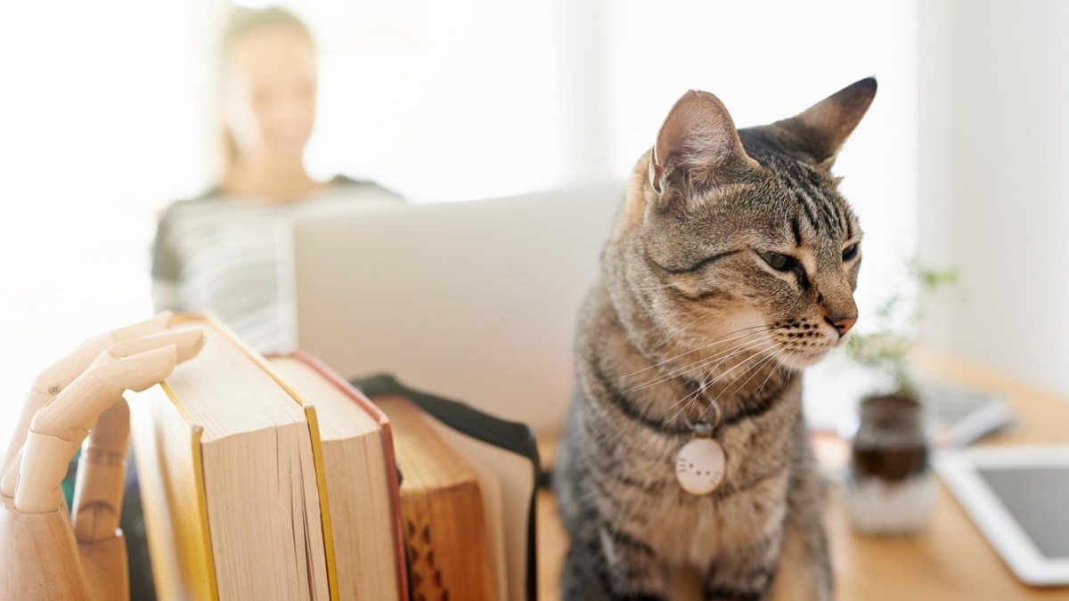    Не каждая мурлыка будет рада гостям в своем (да-да, они так и думают) доме.