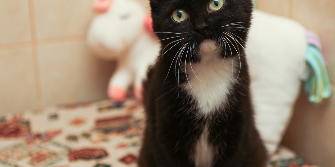 APD: ПРИСТРОЕНА! Почему некоторые волонтёры дают своим подопечным забавные имена?