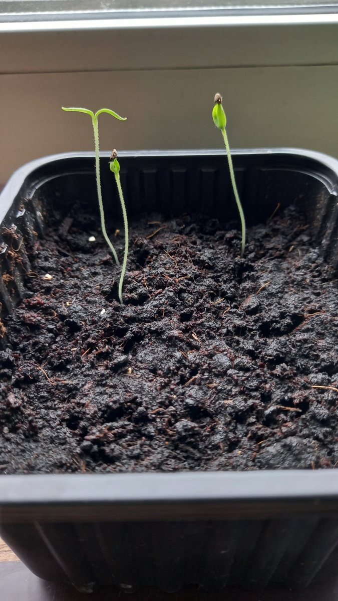 Баклажан "Алмаз". На 9-й день после посева. Из 8 семечек взошло 3.