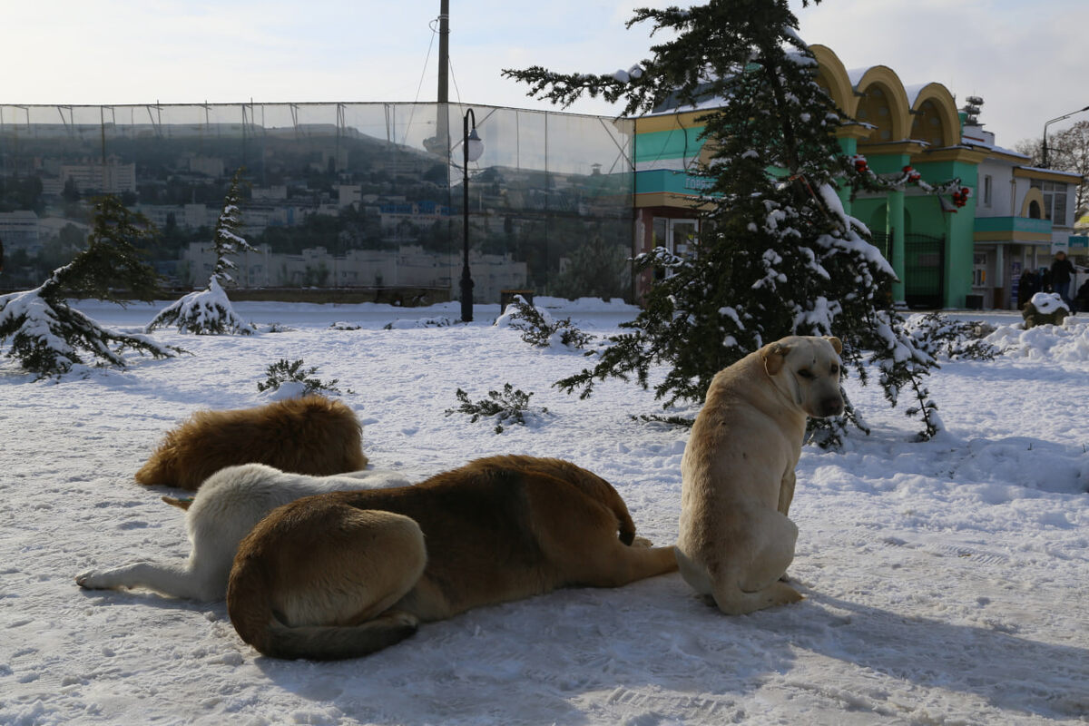 Фото из архива "Крымской газеты"