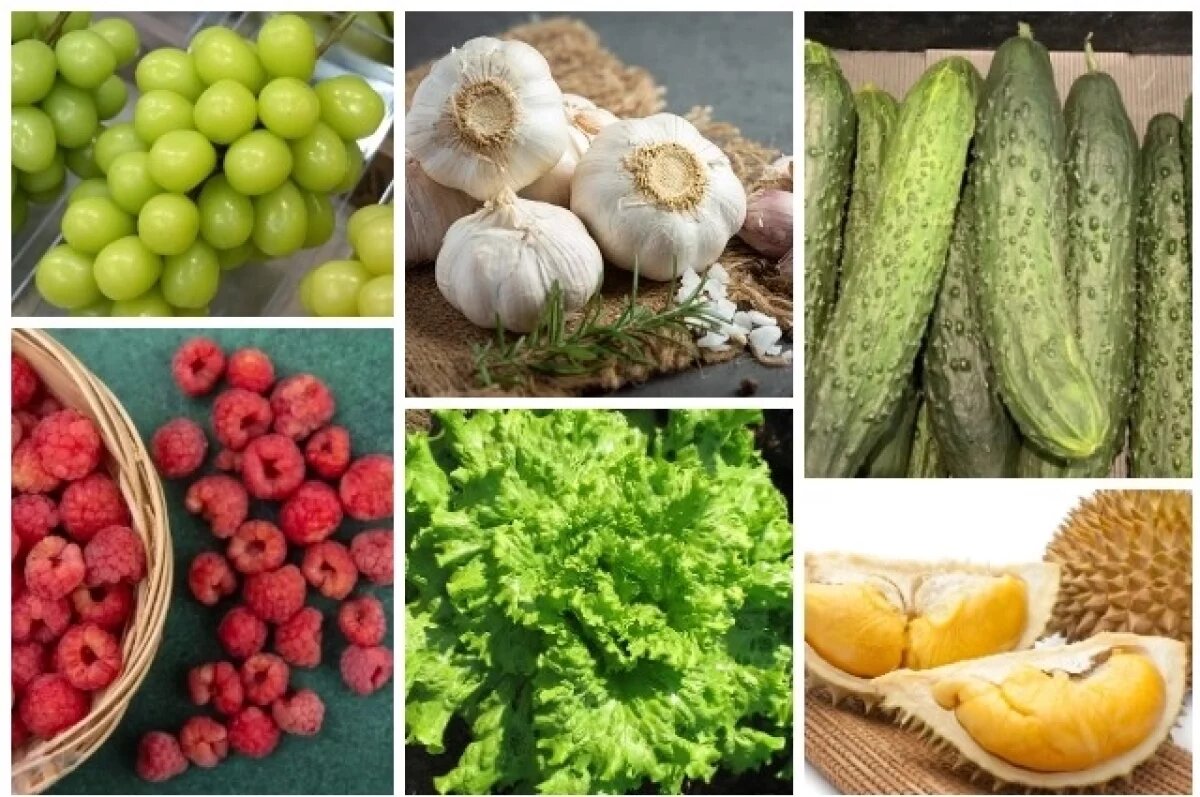    Лук, чеснок.