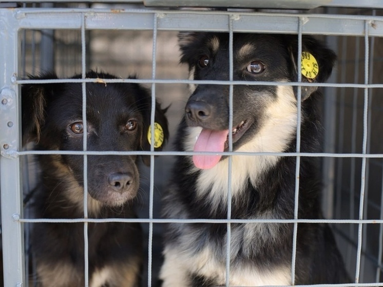     Старооскольцев приглашают на выставку-раздачу бездомных животных, фото: vk.com/oskolregion