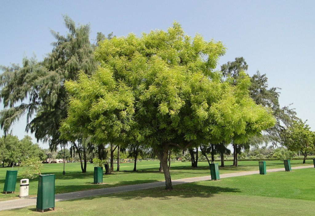 Ним — одно из самых почитаемых деревьев Индии