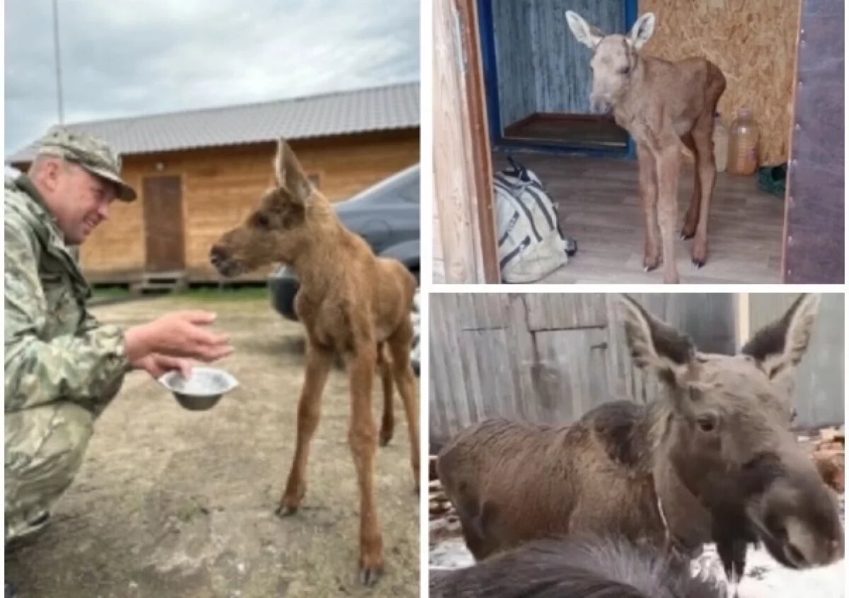    Малыш с копытцами.