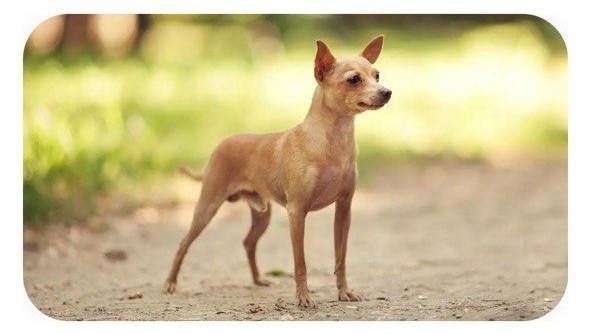 Порда Русский Той