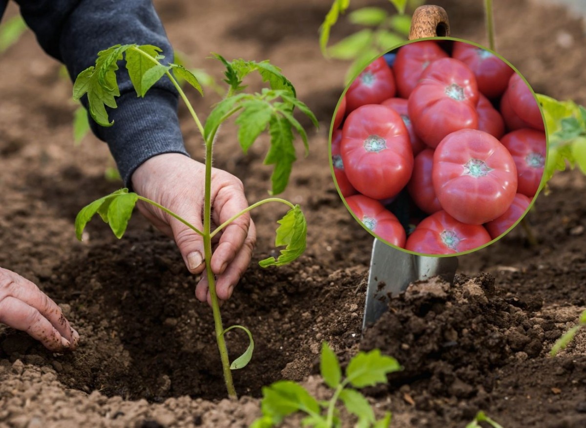 Малиновые помидоры пользуются большой популярностью у потребителей